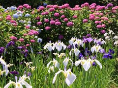 妙法寺の菖蒲園と寺院巡り2019年6月