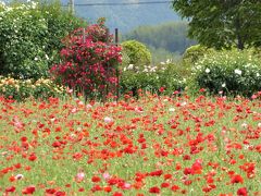 春から夏へ・・・　和泉リサイクル公園の花