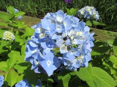 紫陽花と花菖蒲咲く明月院へ