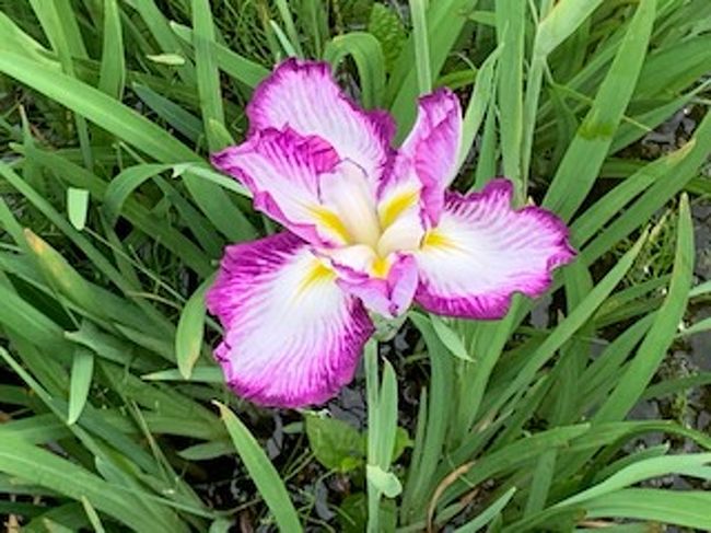 菖蒲を見に水元公園へ　　お店も出ていて孫たちは大喜び