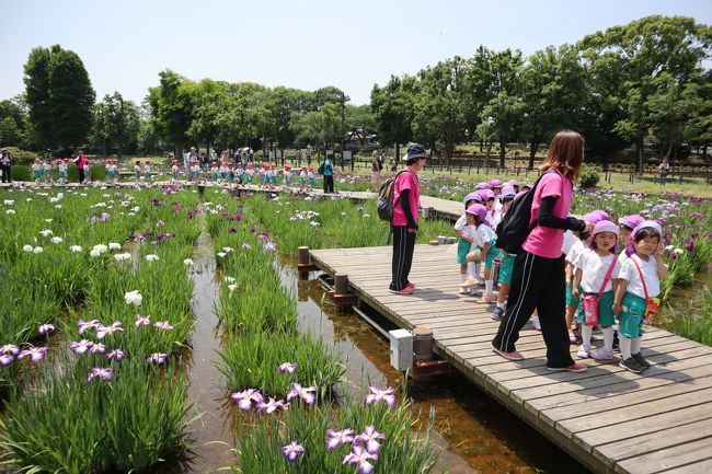 東京葛飾散策・・都立水元公園の花菖蒲園をめぐります。