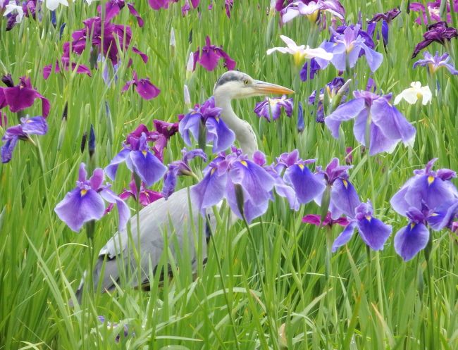 小石川後楽園　美しい花菖蒲と初めての飴細工体験♪