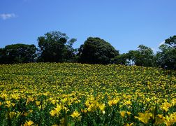 2019.6 可睡ゆりの園と加茂荘花鳥園