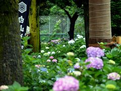 文京あじさいまつり（白山神社）