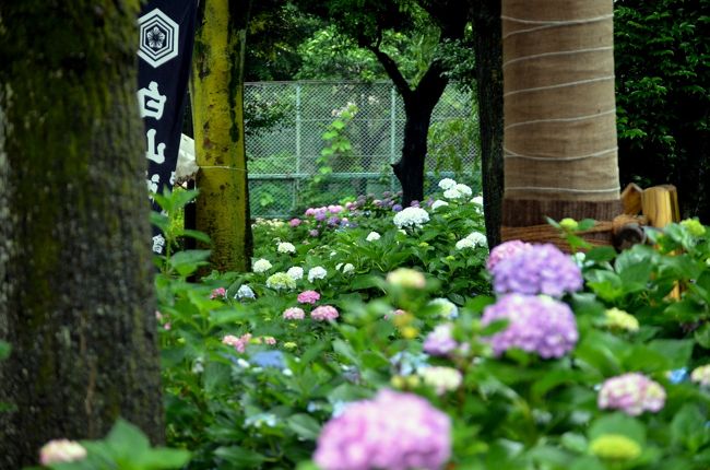 東京ドームに巨人戦を見に行った時に、試合前に小石川後楽園に花菖蒲を見に行くつもりだった。<br />しかしながら、この日から梅雨入りした大雨で、雨なら紫陽花が良いかと思い、急遽白山神社を訪れた。<br /><br />文京あじさいまつり（白山神社）は6月8日からだったが、紫陽花は7，8分咲きと言ったところか。<br />雨がしとしと降る中を、紫陽花を見て回った。<br /><br /><br />