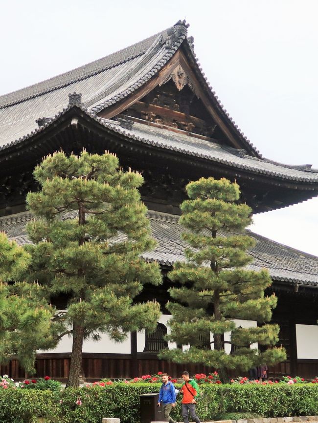 建仁寺（けんにんじ）は、京都府京都市東山区にある臨済宗建仁寺派大本山の寺院。山号を東山（とうざん）と号する。本尊は釈迦如来、開基（創立者）は源頼家、開山は栄西である。 <br /><br />京都五山の第3位に列せられている。俵屋宗達の「風神雷神図」、海北友松の襖絵などの文化財を豊富に伝える。また、豊臣秀吉を祀る高台寺や、「八坂の塔」のある法観寺は建仁寺の末寺である。<br />日本に臨済宗を正式に伝えたのは栄西がはじめとされている。建仁2年（1202年）、鎌倉幕府2代将軍・源頼家の援助を得て、元号を寺号として、京都における臨済宗の拠点として建立されたのが建仁寺である。伽藍は宋の百丈山に擬して造営された。 創建当時の建物は残っていない。 <br /><br />法堂　仏殿（本尊を安置する堂）と法堂（はっとう、講堂にあたる）を兼ねている。 明和2年（1765年）の建立。また、平成14年(2002年)創建800年を記念して天井に小泉淳作により双龍の絵が描かれた。 <br /><br />方丈　重要文化財。室町時代の建物で、もと広島の安国寺にあり、安国寺恵瓊が慶長4年（1599年）に建仁寺に移築したもの。東側に設けられた大玄関を介して本坊と連結する。 <br />1940年に創建当初の姿で復旧され、2013年に&#26478;葺に復した。 <br />各室には桃山時代の画壇を代表する画家の一人である海北友松の水墨障壁画があったが、現在は襖から掛軸に改装され、京都国立博物館に寄託されている。<br /><br />風神雷神図（国宝）－俵屋宗達筆。金地の二曲一双屏風のそれぞれに風神と雷神を描く。たっぷりと取られた余白が広い空間を暗示し、天空を駆ける両神のダイナミックな動きを感じさせる。印も落款も無いが、俵屋宗達の代表作として名高い。<br />原本は京都国立博物館に寄託され、常時の公開はされていないが、複製の屏風および陶板は建仁寺で見ることができる。<br />（フリー百科事典『ウィキペディア（Wikipedia）』より引用）<br /><br />建仁寺　については・・・<br />https://www.kenninji.jp/