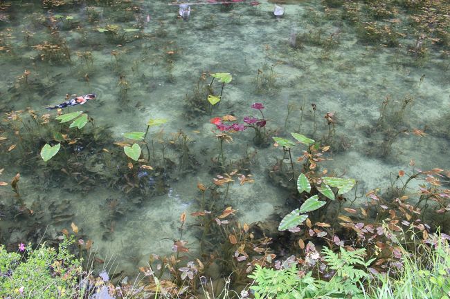 岐阜県関市の美しすぎる池、モネの池と長良川鉄道乗車のんびり旅をしてきました！<br />ちょこっと名古屋も行ってます。<br />ゆる～い感じの旅ですが、岐阜観光のご参考になれば幸いです