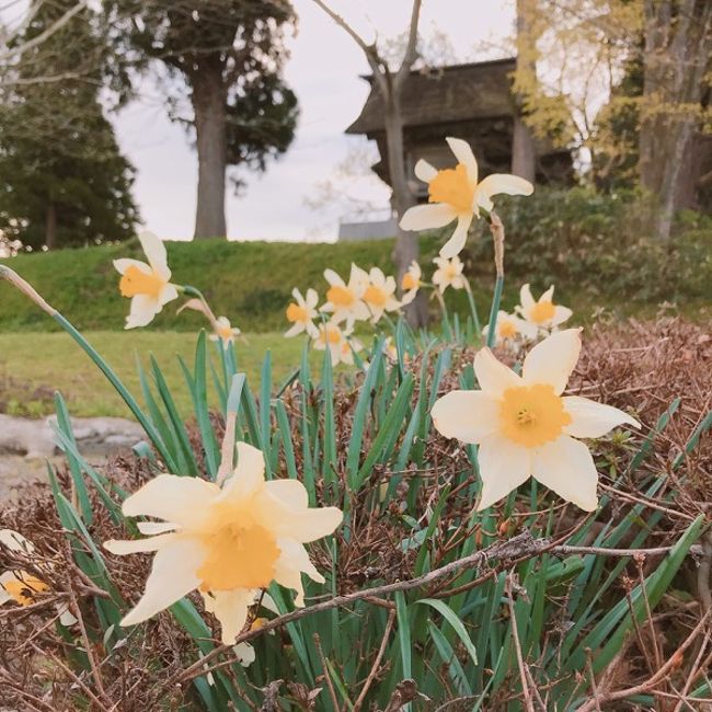 山形県　最上公園　桜は前日の強い風で散っていたけど黄色スイセンがいたから 2019.GW