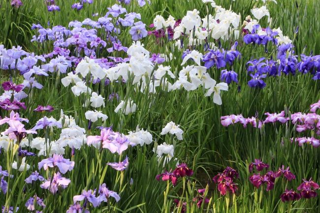 梅雨入りの前日に都区内にある3つの菖蒲園(妙法寺、皇居東御苑、しょうぶ沼公園)を中心に巡って来ました。<br />妙法寺の菖蒲園と寺院巡りhttps://4travel.jp/travelogue/11503211 の後、銀座のファンケル屋上の「初夏のあじさいガーデン」を観賞。その後皇居東御苑の菖蒲田へ。<br />表紙は、皇居東御苑の菖蒲田