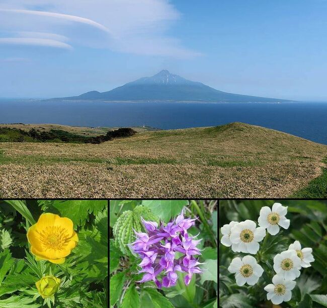 国内旅行ができるマイルがたまったので、前々から行きたいと思っていた利尻島・礼文島に行ってきました。礼文島のアツモリソウを是非とも見たいので、6月上旬の天気の良い時期を狙って、5泊の旅程を計画。ところが出発前に日本全体が異常な暑さに見舞われ、アツモリソウも例年より早く終わってしまいそうなので、急遽予定を5日ほど早めてあわただしく出発。結果的には、5日間とも好天に恵まれ、アツモリソウもきれいな状態で見ることが出来、満足の行く花巡りの旅になりました。第三部は、礼文島の桃岩展望台コースを知床起点で歩いたときの旅行記です。（表紙写真は、桃岩展望台コースからの利尻山とコース沿いの花々）<br /><br />今回の旅程は以下の通り。<br /><br />6月1日　羽田ー（ANA)－稚内<br />　　　　 稚内ー（フェリー）－利尻島（泊）<br />6月2日　利尻島周遊(レンタカー）　　　　　（利尻島泊）<br />6月3日　利尻島ー（フェリー）－礼文島（泊）<br />　　　　スカイ岬＆スコトン岬周遊（レンタカー）<br />　　　　および桃岩展望台コーストレッキング<br />6月4日　元地及び林道コーストレッキング　　（礼文島泊）<br />6月5日　礼文島ー（フェリー）－稚内<br />　　　　 サロベツ原野・宗谷岬など（レンタカー）（稚内泊）<br />6月6日　稚内ー（ANA)ー羽田