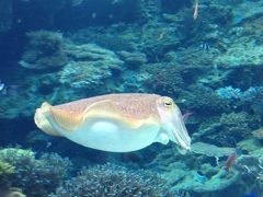 オリオンモトブ泊で美ら海水族館～古宇利島・備瀬を楽しむ旅　2日目