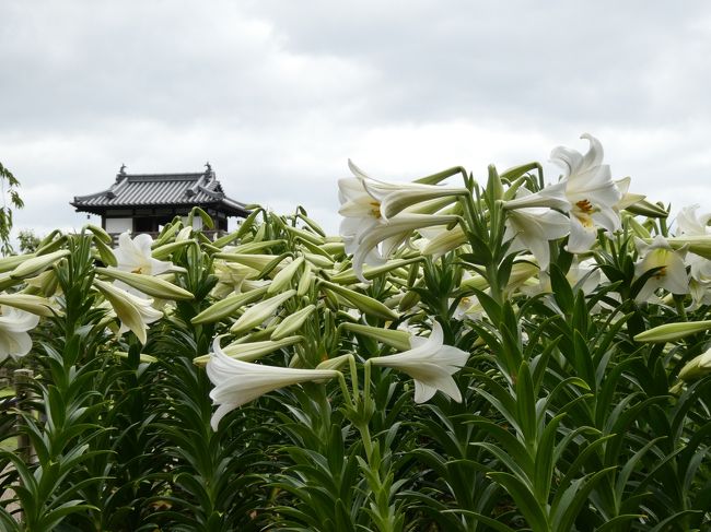 前回の曽根編に続き、阪急宝塚線沿線を散策してきた時の旅行記です。<br />池田駅から程近い「池田城跡公園」で6月にユリが咲き誇る風景が見られると聞いて、週末にちょこっと出かけてみました。<br />目的のユリはまだ二分~三分咲きだったものの、高台にあって明るい雰囲気の庭園を散策しながら初夏(梅雨時季)の花々を観賞してきました。