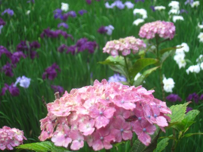 あじさいの季節となり、道を歩いていてもあじさいの花を目にするようになりました<br />https://4travel.jp/travelogue/11503907<br />で新横浜のラーメン博物館へ行った後で、センター南にある正覚寺に菖蒲とあじさいを見に行って、この日は19,964歩のお散歩となりました<br /><br />【表紙の写真】本覚寺の菖蒲とあじさい