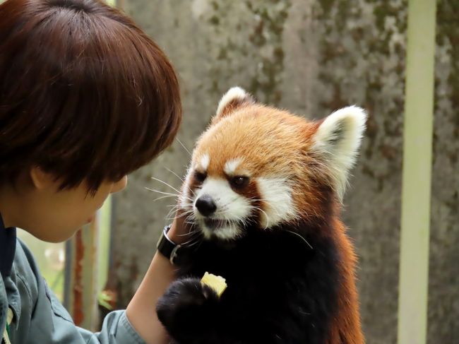メロディちゃんが4月に神戸市立王子動物園から鹿児島市平川動物公園にお嫁入りした時から、おそらくギリギリ公開が始まっているだろう6月初旬の平川行を考えていました。<br />諸々の理由で訪問日を6月9日に決めてチケットや宿の手配を完了したところで、平川ズーのHPで「メロディちゃんの公開は6月11日から」との告知が(苦笑)<br />さすがに関西から鹿児島は遠く、9日に行くか日を改めて6月下旬に行くか、迷いましたが・・・「ええい、もし9日にメロディちゃんに会えなかったら下旬にもう一度行ってやる!!」と妙な男気を出して9日の平川行を決行しました。<br />11日に公開が始まるってことは、まあ70%以上くらいの確率で9日にも展示があるとこれまでの経験上感じてましたし。<br /><br />約2か月ぶりに会ったメロディちゃんは王子で最後に会った時と変わらぬ天真爛漫さ!!<br />王子のプリンセスは新天地でも大いに輝いていました!!<br /><br /><br />これまでのレッサーパンダ旅行記はこちらからどうぞ→http://4travel.jp/travelogue/10652280