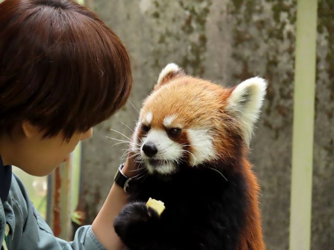 メロディちゃんが４月に神戸市立王子動物園から鹿児島市平川動物公園にお嫁入りした時から、おそらくギリギリ公開が始まっているだろう６月初旬の平川行を考えていました。<br />諸々の理由で訪問日を６月９日に決めてチケットや宿の手配を完了したところで、平川ズーのHPで「メロディちゃんの公開は６月１１日から」との告知が（苦笑）<br />さすがに関西から鹿児島は遠く、９日に行くか日を改めて６月下旬に行くか、迷いましたが・・・「ええい、もし９日にメロディちゃんに会えなかったら下旬にもう一度行ってやる！！」と妙な男気を出して９日の平川行を決行しました。<br />１１日に公開が始まるってことは、まあ７０％以上くらいの確率で９日にも展示があるとこれまでの経験上感じてましたし。<br /><br />約２か月ぶりに会ったメロディちゃんは王子で最後に会った時と変わらぬ天真爛漫さ！！<br />王子のプリンセスは新天地でも大いに輝いていました！！<br /><br /><br />これまでのレッサーパンダ旅行記はこちらからどうぞ→http://4travel.jp/travelogue/10652280