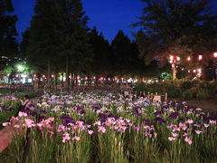 しょうぶ沼公園で花菖蒲を観賞（ライトアップも）2019年6月