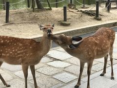 母との2人旅 京都から奈良へ