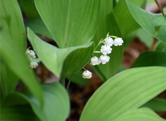 スズランの花が大好きです。ベル型の形、白い花、それに素敵な香り。<br />そんなスズランの群生地が、茨城県内にもあると知り、行ってみました！<br /><br />が、そこいらへんの山の中ですが・・・登って 下りて また登って 今度は狭い急坂を下りて・・・と<br />その道は思っていたのと全然違ってキツかった・・・。<br />そして、たどり着いた群生地は、はっきり言うと 密度が低かった。<br />でも それは 植えられた園芸用のドイツスズランじゃないからね！<br />日本古来の自生のニホンスズラン。<br /><br />根性出して歩き ありがたく見させて頂きましたっ！<br />