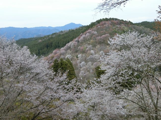 吉野山へお花見と奈良の観光に行ってきました。かんぽの宿奈良にお世話になりました。