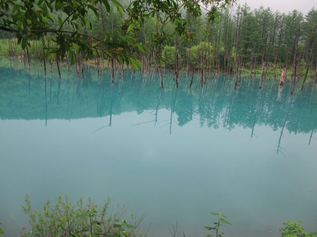 新緑の北海道（１３）【美瑛】雨だけど青い池！オープンしたばかりの売店で青い池プリンを