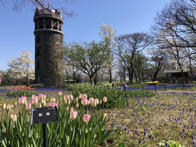 我が家のプチお花見は、札幌市内の無料公園めぐりがほとんど。<br /><br />札幌って結構な都会だけど、想像以上に緑豊かな公園がたくさんあり、そこそこに特色があって、花を追いかけての公園めぐりがけっこう楽しい。<br /><br />雪が解けて一番最初に訪れるのは、モエレ沼公園か百合が原公園の我が家。<br />今年も、まずはこの二つの公園めぐりから始まります。<br /><br />もちろん、花めぐりだけじゃなく、ウォーキングだけでも訪れるお気に入りの公園です。<br /><br />★モエレ沼公園<br />　　https://moerenumapark.jp/<br />★百合が原公園<br />　　http://yuri-park.jp/