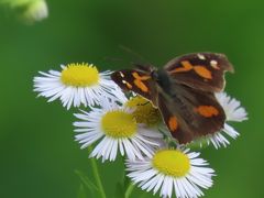 2019年森のさんぽ道で見られた蝶⑱キマダラセセリ、テングチョウ、モンキチョウ等