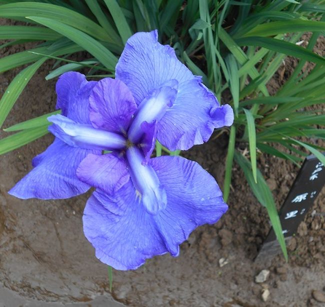 ヤット雨が上がり夏風邪も大分回復したので近所の菖蒲園に出掛けてきました。初夏の谷戸には250品種以上の花しょうぶが満開に咲き誇っていました。<br /><br /><br />