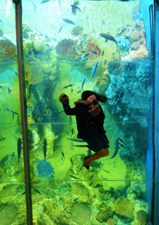 旅行記をご覧いただきありがとうございます!<br />冬の福井旅行、その2です。<br />2日目は友人夫婦と別行動して私は越前松島水族館へ<br />友人夫婦は永平寺と一乗谷と丸岡城へ<br />夕方合流して東尋坊を観光しつつ本日の宿へ向かう行程です。<br />今回の旅行記はたっぷり越前水族館をお送りします。