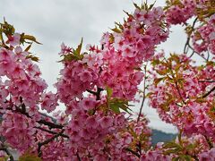 風情など　無きもまた良し　河津の桜　《　静岡県・河津町　》