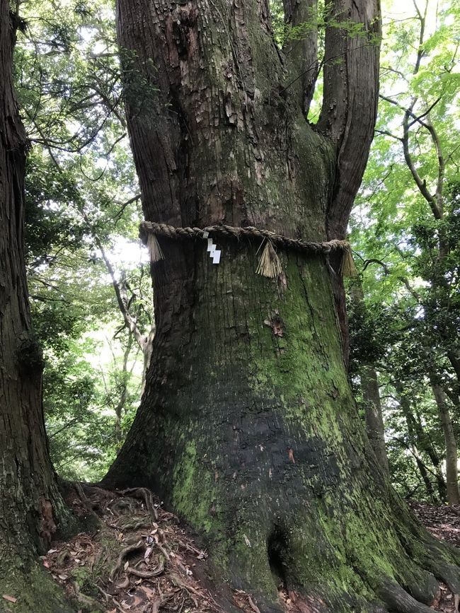 旅の7日目  今日は白山市鶴来にある加賀国一宮、白山比咩神社に行きます。<br /><br />午前中まったりしていて、日に二本しかない金沢駅からの直行のバスに乗れませんでした。<br /><br />そこでJRで金沢の隣、西金沢駅へ。<br />そこから北陸鉄道、石川線、新西金沢駅から終点鶴来駅まで行きます。所要時間25分程度です。<br /><br />鶴来からは徒歩で30分強。<br />は？徒歩かぁ。