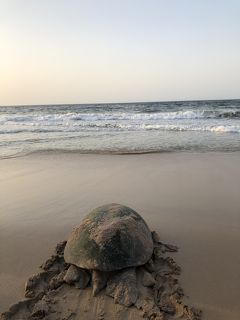 ドバイから陸路でオマーン4泊5日の旅②