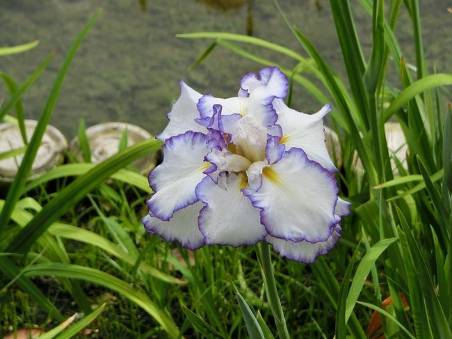 昨年の「花しょうぶ田」は、リニューアル工事のため、1年間閉園されていました。<br />今年5月中旬に「花しょうぶ田」を下見した時は、「花しょうぶ」はほとんど咲いていませんでしたが、全体が生き生きとした緑色に包まれて、開花時期には大いに期待できる印象を受けていました。<br /><br />いつもの通り、週間天気予想とにらめっこして、「花しょうぶ」見物日を決めました。<br /><br />私は、「花しょうぶ」の品種には無知なため、「旅行記」の説明文には、「花菖蒲品種配置図」と「花しょうぶ」エリアにあった「品種の立て看板」を参考にして記載させていただきました。<br />そのような「旅行記」ですが、よろしければ、多くの花の色や珍しい花模様を楽しんでいただければ有難く思います。<br /><br />※写真の品種は、「七彩の羽衣」です。<br /> 初めて見た品種ですが、見物者間では人気がありました。