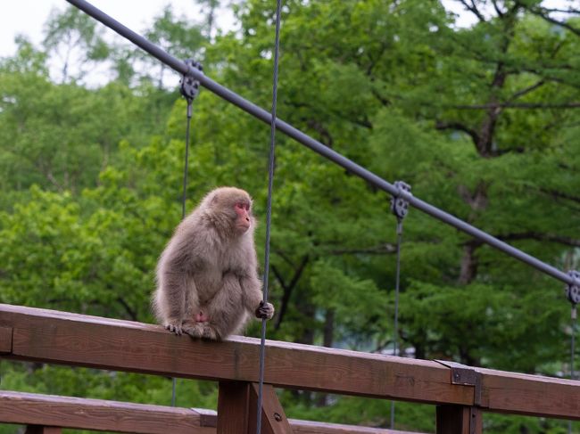 6月初旬、春の乗鞍・上高地に早い夏休みをとって行ってきました。<br /><br />目的は野鳥・絶景・星景の撮影です。<br />機材は、星景用にCanon EOS5D3+EF24-70mm F2.8L II USM、風景用にOLYMPUS OM-D EM-5Ⅱ+M.ZUIKO DIGITAL ED 12-100mm F4.0 IS PRO、そして野鳥用に、いつもはCanon EOS5D3+EF400mm F5.6L USMで撮影しているのですが、今回はかなり歩く予定なので少しでも軽い機材のほうが良いかと思い、OLYMPUS OM-D EM-1Ⅱ+M.ZUIKO DIGITAL ED 300mm F4.0 IS PROをレンタル…したつもりがM.ZUIKO DIGITAL ED 40-150mm F2.8 PROを借りていたという痛恨のミス…!<br /><br />初日、二日目は天気にも恵まれ可能な限り散策を楽しみました。<br /><br />往復とも大阪発のさわやか信州号を利用、ホテルは2泊とも上高地ルミエスタホテルです。