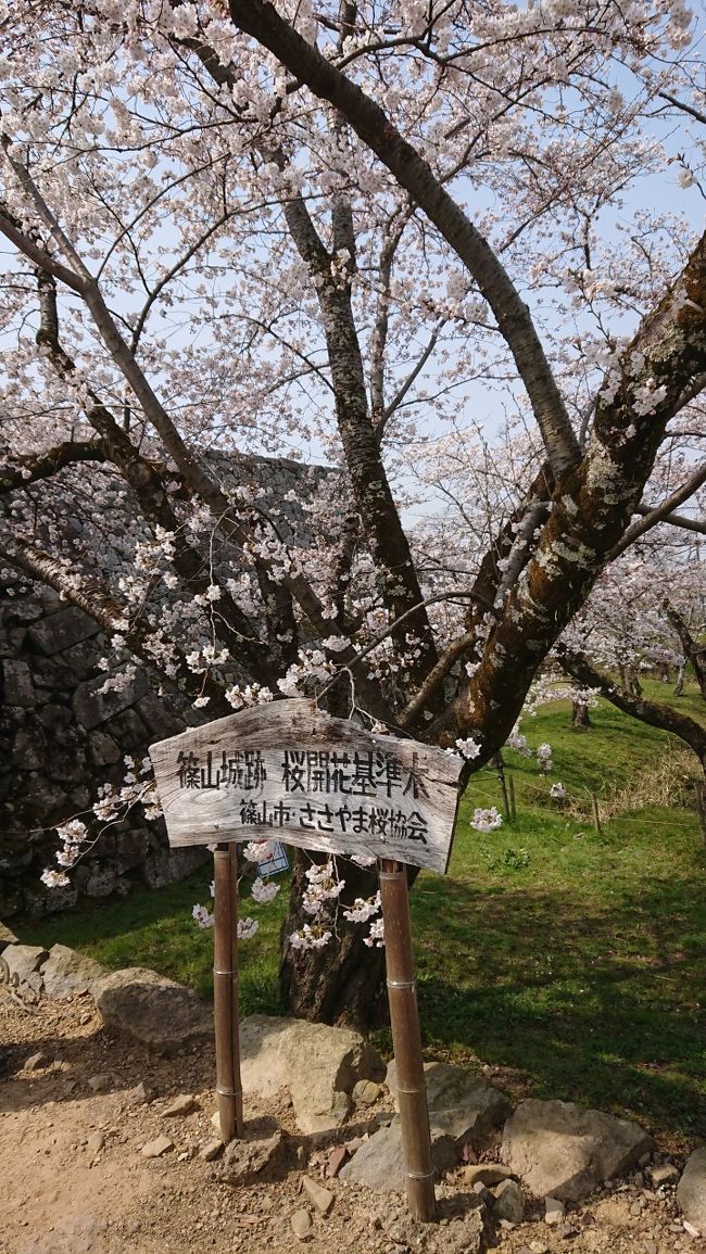 この春、桜を見に出かけよう!ということで見頃の場所を検索した結果、万博記念公園に満開情報が!<br />で、行った結果が思ってもみなかったことに。<br /><br />この後、桜を求めて丹波篠山へ。丁度「桜祭り」開催中でした。<br /><br />*エリアは1つしか選択できないので「兵庫県」にしました。