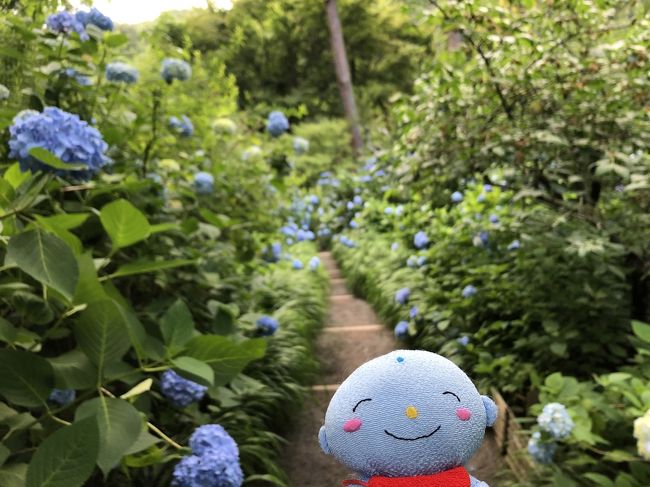 アジサイの花を見に鎌倉に行きました。明月院、長谷寺、そして高幡不動、百草園に行きました。
