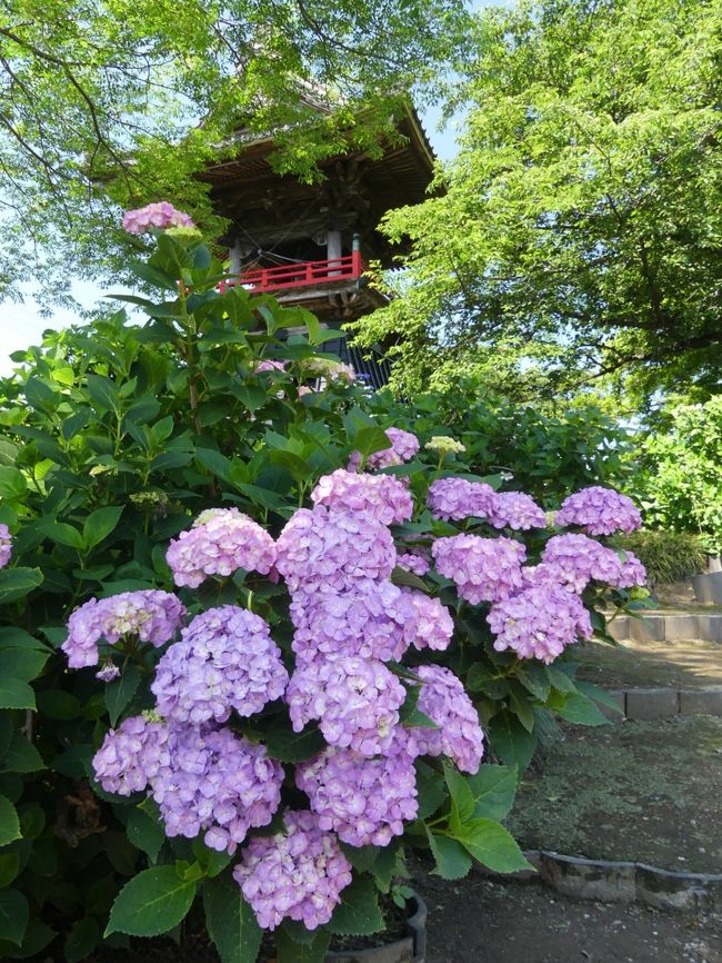 「能護寺」のアジサイが綺麗に咲いていました。