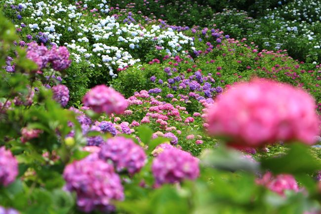 梅雨の晴れ間の6月13日、千葉県茂原市にある 「服部農園あじさい屋敷」 に行ってきました。5年ぶり3度目の訪問です。<br /><br />メインの斜面は7~8分の開花状況で見頃を迎えていたので問題はなかったのですが、園内にはまだ開花したばかりのところなどもあって、全体的な花のボリューム感や色づきはむしろ来週の方がいいかもしれません。<br /><br /><br /><br /><br /><br /><br /><br /><br />