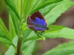 2019年森のさんぽ道で見られた蝶⑳ムラサキシジミ、アカシジミ、ウラナミアカシジミ、ルリシジミ等