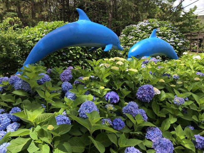 季節の花に逢いに行こう！梅雨の晴れ間にシーパラ☆紫陽花＆パラダイスクルーズ、アオキでランチ♪