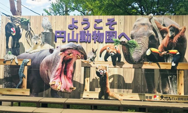 円山動物園のホッキョクグマに会いたくて<br />埼玉から日帰りで行ってきました。