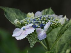 梅雨時に咲くアジサイ見に♪　稲沢大塚性海寺は、花の寺♪　２０１９