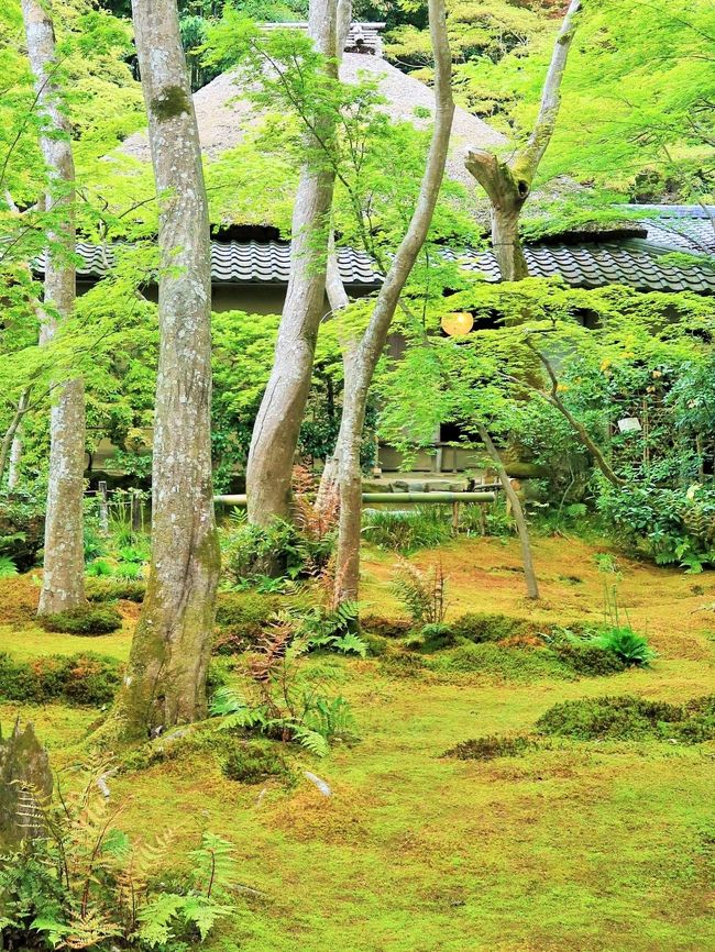 祇王寺（ぎおうじ）は、京都市右京区嵯峨鳥居本小坂町にある真言宗大覚寺派の仏教寺院。寺自体は尼寺である。山号は高松山。院号は往生院。本尊は大日如来。 <br />元々は浄土宗の僧・良鎮が創建した往生院の跡を引き継いで今日に至る。また、『平家物語』には平清盛の寵愛を受けた白拍子の祇王と仏御前が出家のため入寺したとしても知られている。 <br />苔の庭でも知られる。<br />（フリー百科事典『ウィキペディア（Wikipedia）』より引用）<br /><br />祇王寺　については・・<br />http://www.giouji.or.jp/