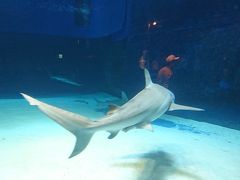 はじめての沖縄旅行2日目(美ら海水族館・アメリカンビレッジ・イオンライカム)