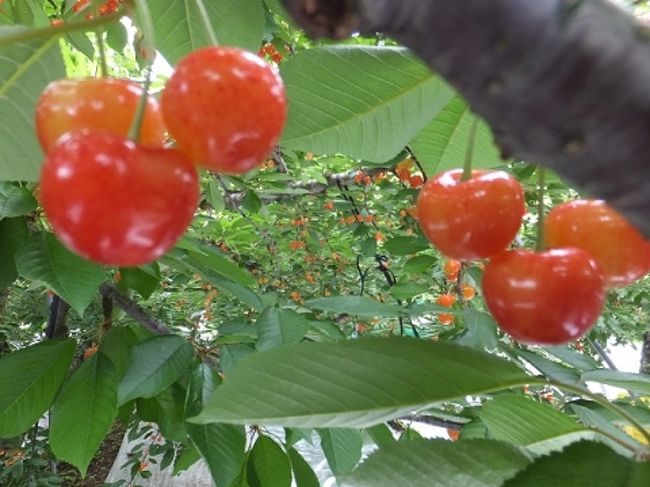 今年もやってきました！！<br />さくらんぼ狩り。<br /> ５年目にしてヤットコサ、山形県が観光に目覚めたのを実感できました。<br /> 遅いぞ!!山形☆<br /><br /> 今年も行ってきましたよ。<br />「山形さくらんぼ狩り」