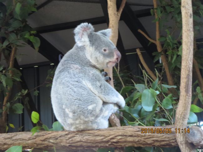 AUS・ブリスベン　3度目のトライでようやくコアラ♪との写真撮影成功