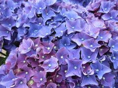 花開く紫陽花　 *　八景島あじさい祭り*　スタンプラリーでクーポンゲット  