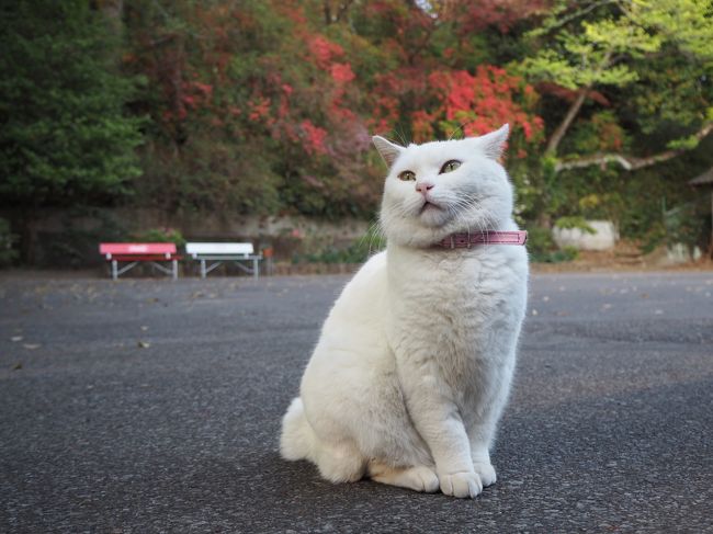 平成最後に4月駆け込みな感じでいくつかの寺社へ参拝して御朱印を頂いてきました。<br /><br />群馬の次は栃木県の佐野市にある唐澤山城跡にある唐澤山神社へ参拝しに行きました。<br />ココは唐澤山神社へ参拝が1番の目的でなく、そこで飼われてる猫ちゃん達に会いに行く方がメインになってます。<br />猫ちゃんに癒されつつ、神社参拝、御朱印も頂いてきました。<br /><br />よければ御覧になって下さい^^<br />