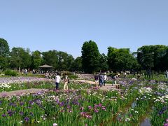 葛飾菖蒲まつり　水元公園の花菖蒲、紫陽花も　