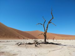 南部アフリカ２０１９ＧＷ旅行記　【１１】ナミブ砂漠５（デッドフレイ２）