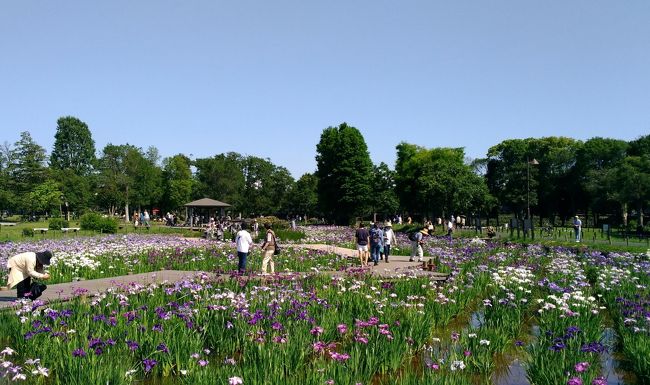 葛飾菖蒲まつり　水元公園の花菖蒲、紫陽花も　